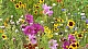 fleurs colorées.JPG